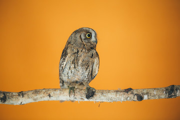 Eurasian scops owl