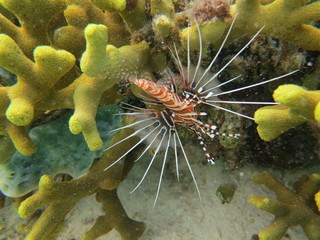 Pez nadando en el arrecife