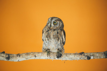 Eurasian scops owl