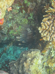 Pez nadando en el arrecife