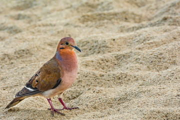Zenaida Dove (Zenaida aurita)