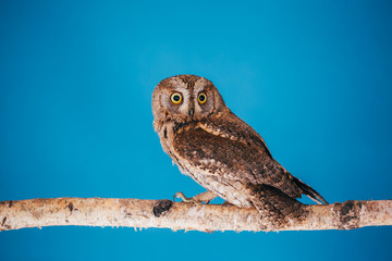 Eurasian scops owl