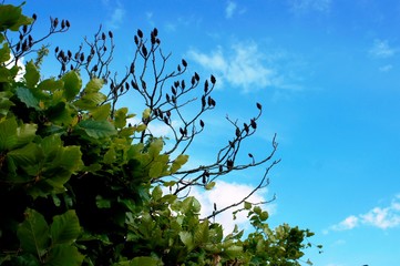 tree, sky, nature, branch, blue, spring, leaf, green, leaves, flower, white, plant, branches, summer, trees, season, blossom, 