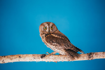 Eurasian scops owl