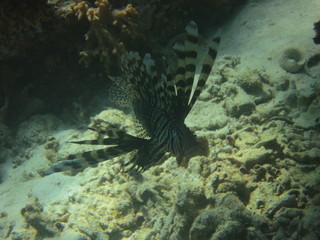 Pez nadando en el arrecife