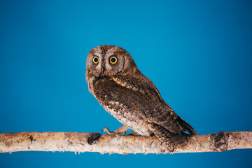 Eurasian scops owl