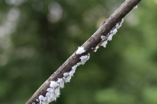 Mealybug. Mealybug on a branch. Sap-sucking scale insect that is coated with a white are serious pest on a plant, flower, in greenhouse or outdoor. Mealybug spread. A huge mealybug population.