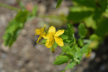 Greater celandine