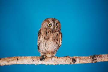 Eurasian scops owl