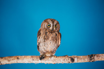 Eurasian scops owl