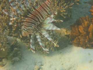 Pez nadando en el arrecife