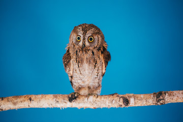Eurasian scops owl