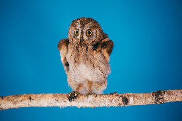 Eurasian scops owl