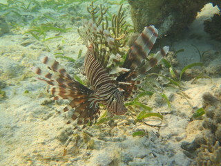 Pez nadando en el arrecife