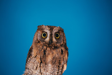 Eurasian scops owl