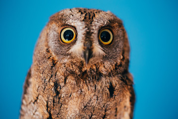 Eurasian scops owl
