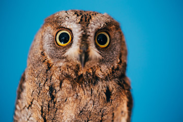 Eurasian scops owl