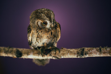 Eurasian scops owl