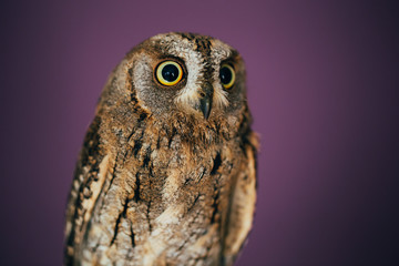 Eurasian scops owl