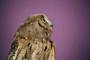 Eurasian scops owl