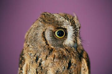 Eurasian scops owl