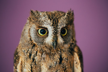 Eurasian scops owl