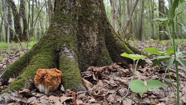 Spring mushroom morel under tree covered with moss in the spring forest.