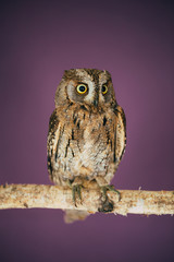 Eurasian scops owl