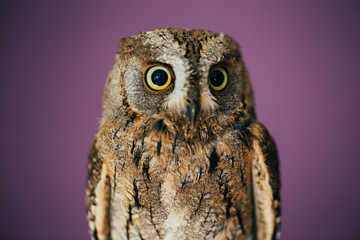 Eurasian scops owl