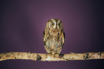 Eurasian scops owl
