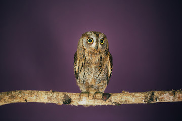 Eurasian scops owl