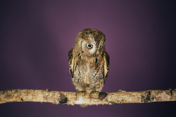 Eurasian scops owl