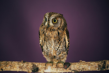 Eurasian scops owl