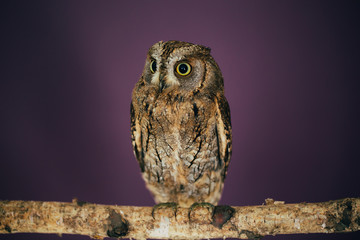 Eurasian scops owl