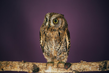 Eurasian scops owl