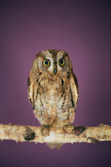 Eurasian scops owl