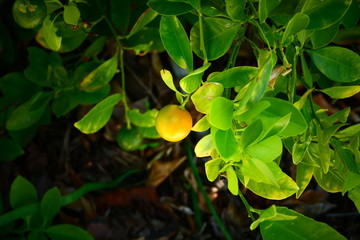 lime on tree