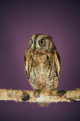 Eurasian scops owl