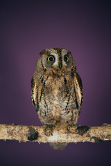 Eurasian scops owl