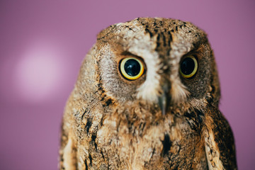 Eurasian scops owl