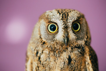 Eurasian scops owl