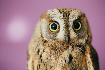 Eurasian scops owl
