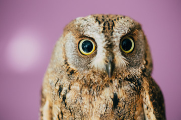 Eurasian scops owl
