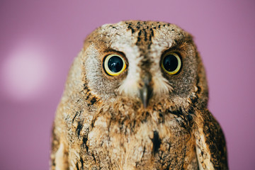 Eurasian scops owl