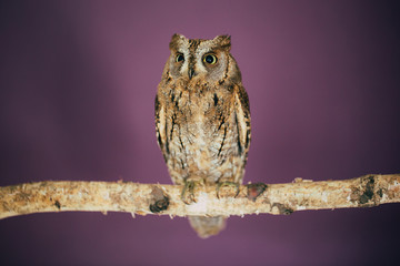 Eurasian scops owl