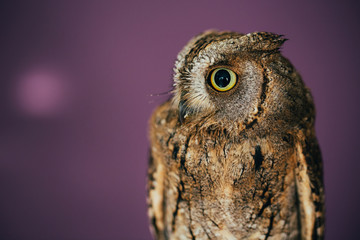 Eurasian scops owl