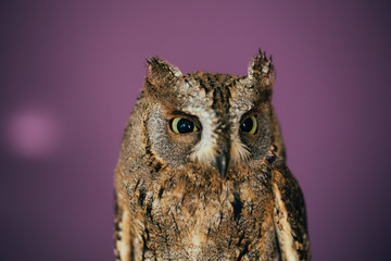 Eurasian scops owl