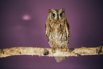 Eurasian scops owl