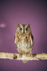 Eurasian scops owl