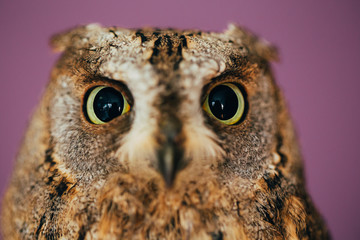 Eurasian scops owl